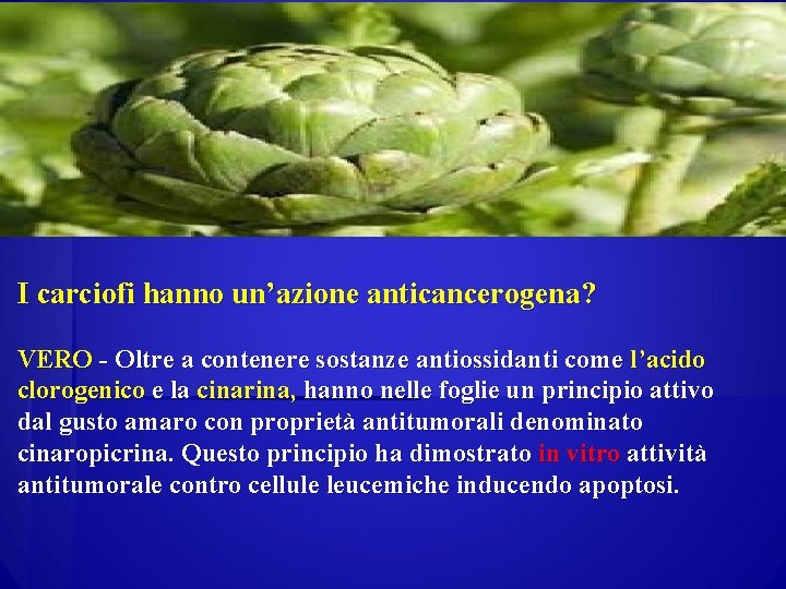 I carciofi hanno un’azione anticancerogena? VERO - Oltre a contenere sostanze antiossidanti come l’acido