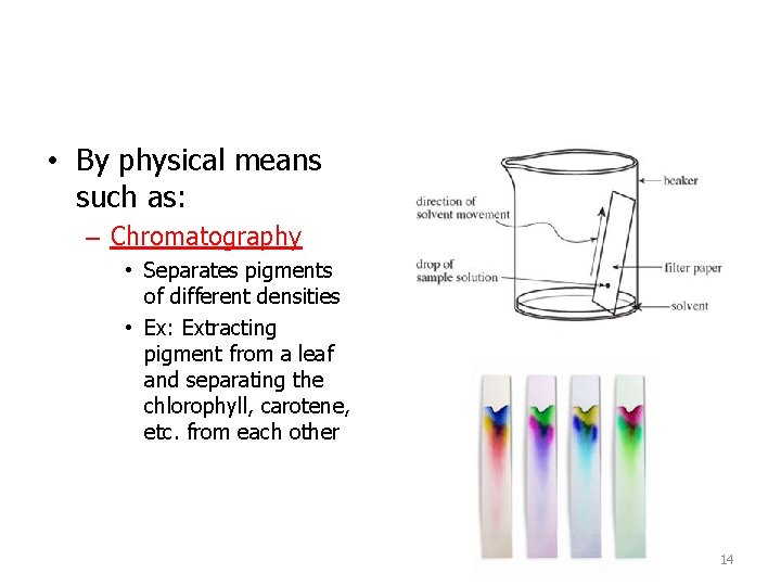 • By physical means such as: – Chromatography • Separates pigments of different