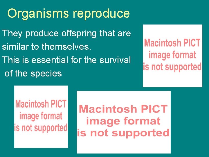 Organisms reproduce They produce offspring that are similar to themselves. This is essential for