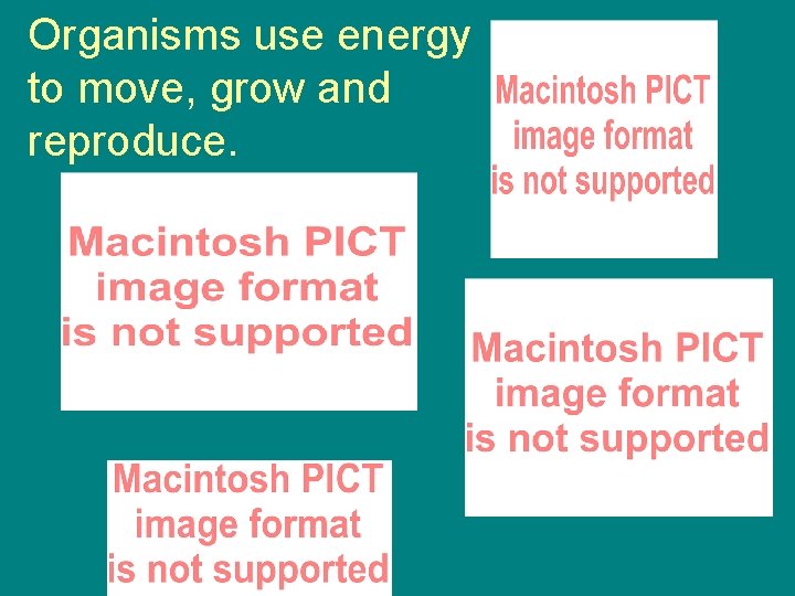Organisms use energy to move, grow and reproduce. 