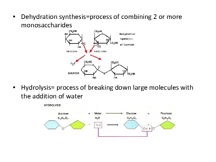  • Dehydration synthesis=process of combining 2 or more monosaccharides • Hydrolysis= process of