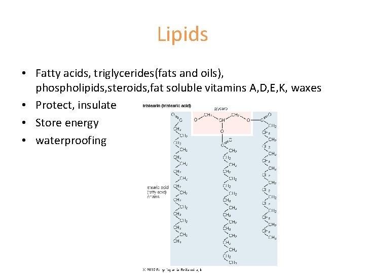 Lipids • Fatty acids, triglycerides(fats and oils), phospholipids, steroids, fat soluble vitamins A, D,