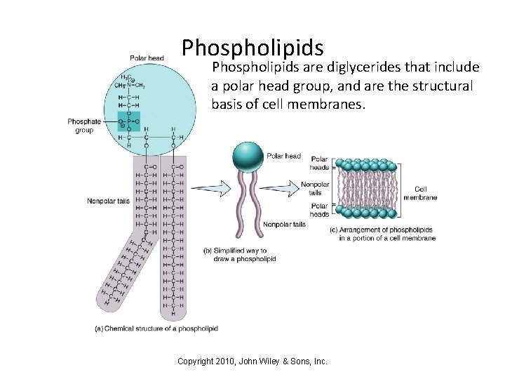 Phospholipids are diglycerides that include a polar head group, and are the structural basis