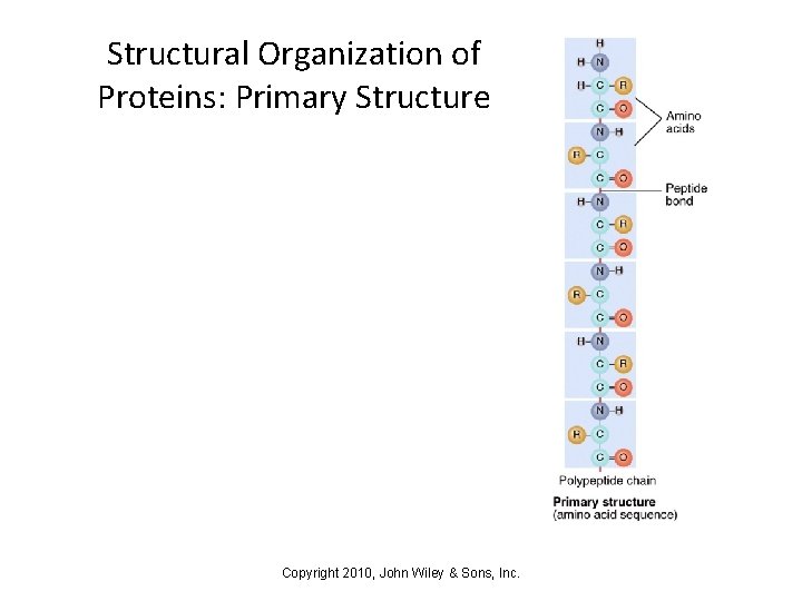 Structural Organization of Proteins: Primary Structure Copyright 2010, John Wiley & Sons, Inc. 