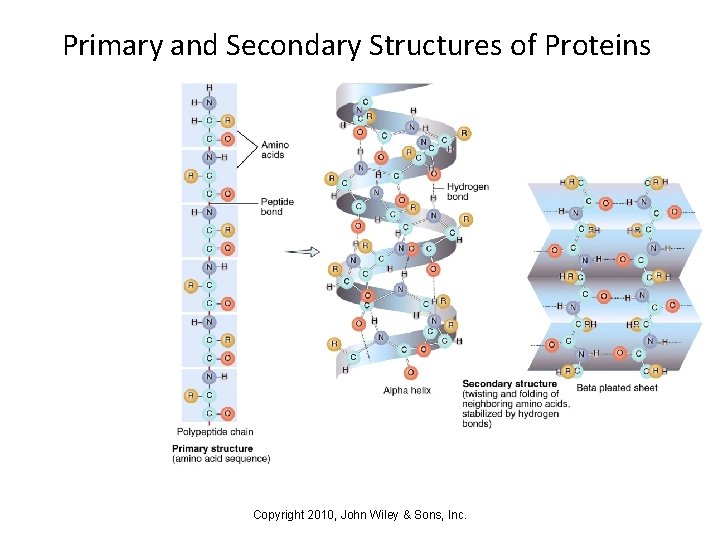 Primary and Secondary Structures of Proteins Copyright 2010, John Wiley & Sons, Inc. 