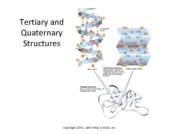 Tertiary and Quaternary Structures Copyright 2010, John Wiley & Sons, Inc. 