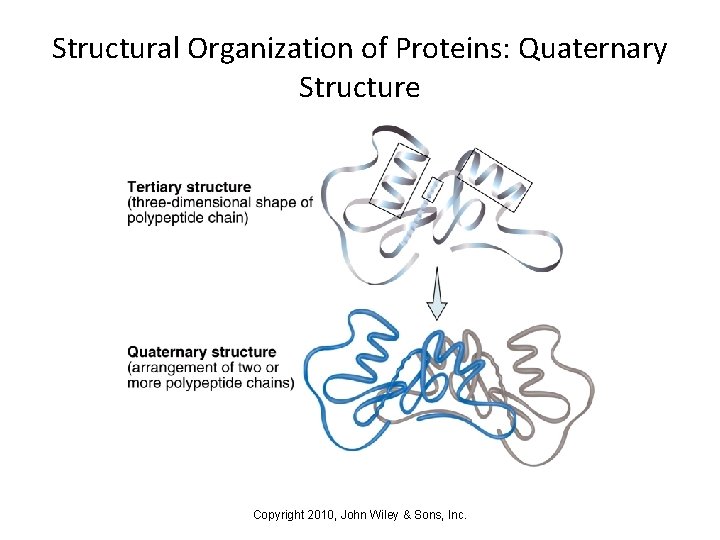 Structural Organization of Proteins: Quaternary Structure Copyright 2010, John Wiley & Sons, Inc. 