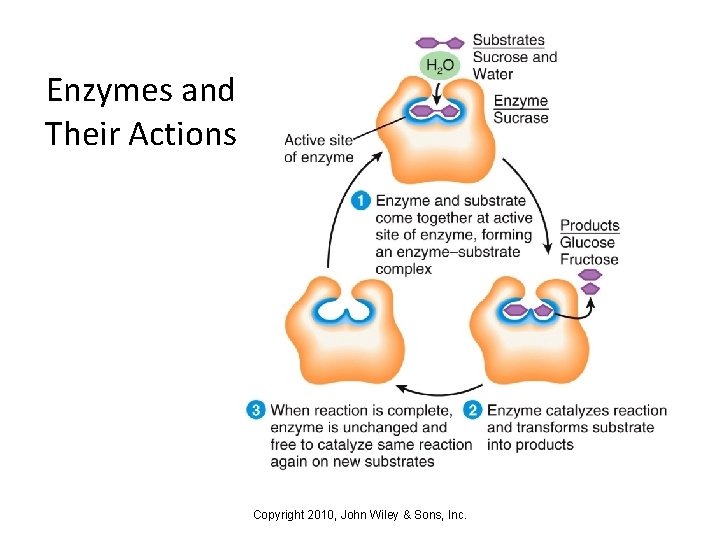 Enzymes and Their Actions Copyright 2010, John Wiley & Sons, Inc. 
