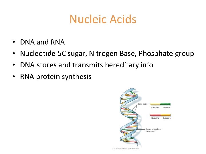 Nucleic Acids • • DNA and RNA Nucleotide 5 C sugar, Nitrogen Base, Phosphate