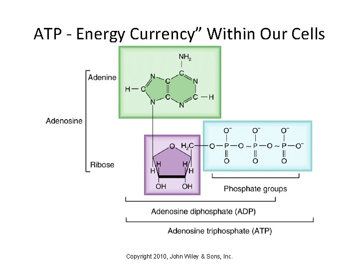 ATP - Energy Currency” Within Our Cells Copyright 2010, John Wiley & Sons, Inc.