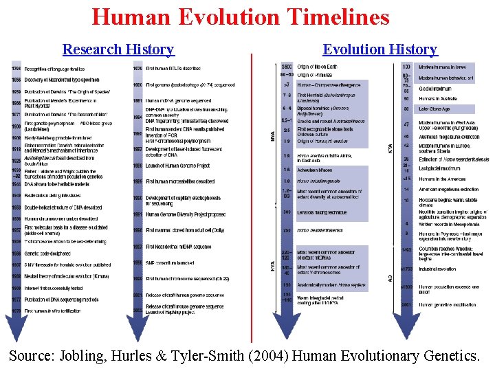 Human Evolution Timelines Research History Evolution History Source: Jobling, Hurles & Tyler-Smith (2004) Human