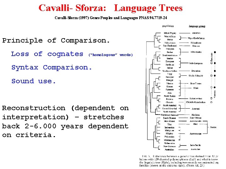 Cavalli- Sforza: Language Trees Cavalli-Sforza (1997) Genes Peoples and Languages PNAS 94. 7719 -24