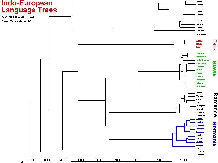 Indo-European Language Trees Afghan Baluchi Persian Osetic Bengali Dyen, Kruskal & Black, 1992 Hindi