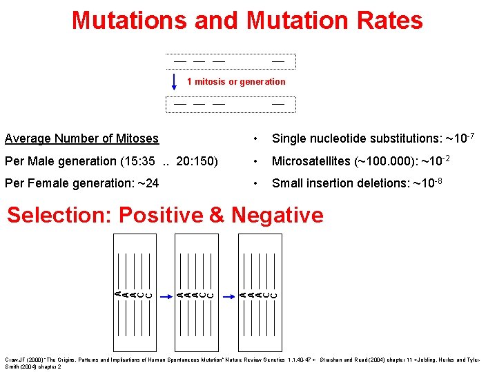 Mutations and Mutation Rates 1 mitosis or generation Average Number of Mitoses • Single