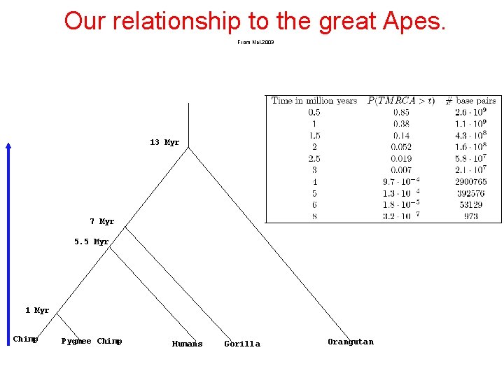 Our relationship to the great Apes. From Nei, 2003 13 Myr 7 Myr 5.