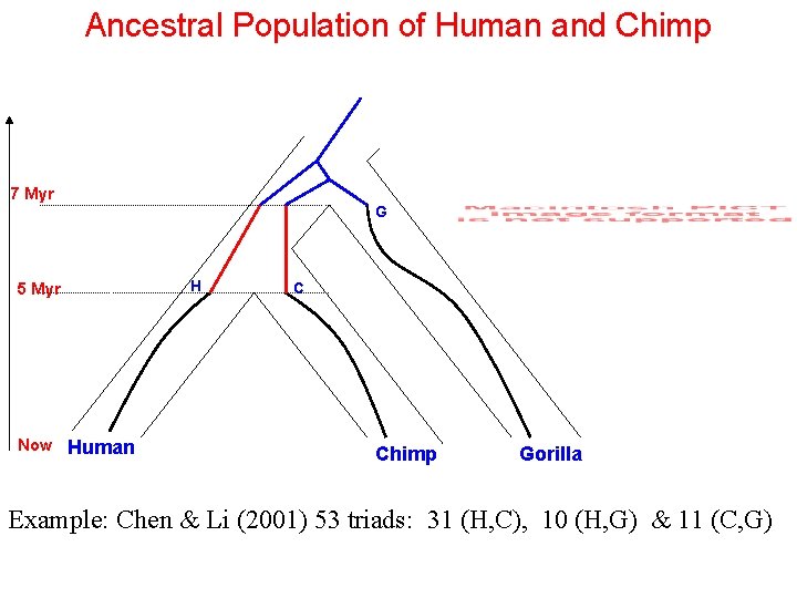 Ancestral Population of Human and Chimp 7 Myr G H 5 Myr Now Human