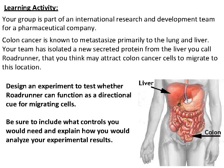 Learning Activity: Your group is part of an international research and development team for Learning Activity: Your group is part of an international research and development team for