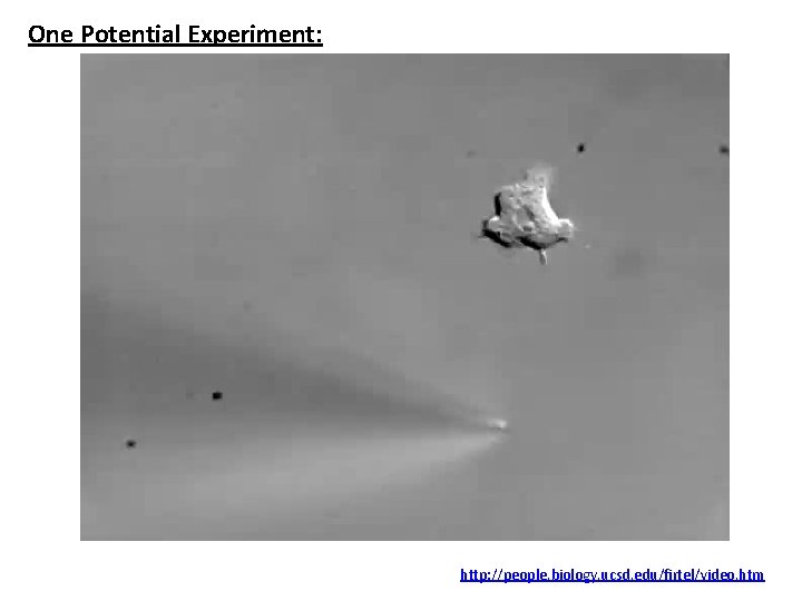 One Potential Experiment: http: //people. biology. ucsd. edu/firtel/video. htm One Potential Experiment: http: //people. biology. ucsd. edu/firtel/video. htm
