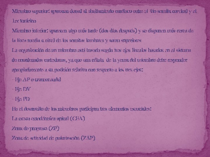 Miembro superior: aparecen dorsal al abultamiento cardiaco entre el 4 to somita cervical y