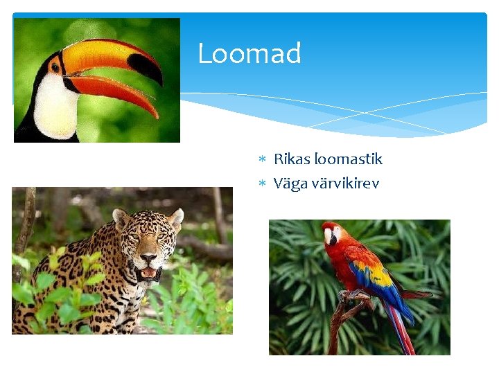 Loomad Rikas loomastik Väga värvikirev 