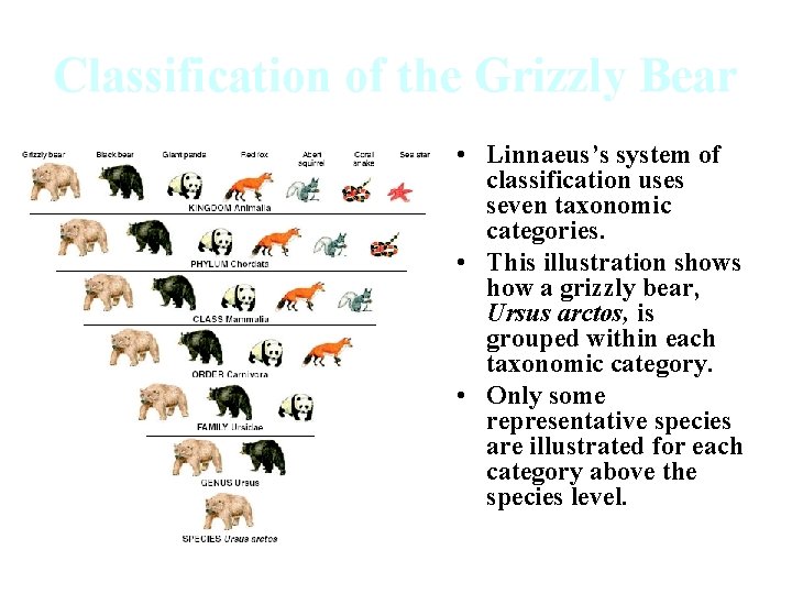 Classification of the Grizzly Bear • Linnaeus’s system of classification uses seven taxonomic categories. Classification of the Grizzly Bear • Linnaeus’s system of classification uses seven taxonomic categories.