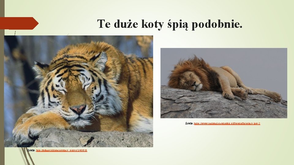 Te duże koty śpią podobnie. Źródło: https: //www. national-geographic. pl/fotografia/spiacy-lew-2 Źródło: http: //hdmax. pl/tapeta/spiacy_tygrys/1/406/18