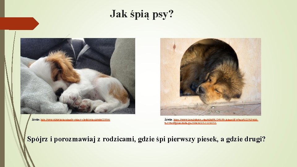 Jak śpią psy? Źródło: http: //vous. pl/zwierzeta/maly-spiacy-slodki-piesek/pin/22934/ Źródło: https: //www. istockphoto. com/pl/zdj%C 4%99 cie/mastif-tybeta%C
