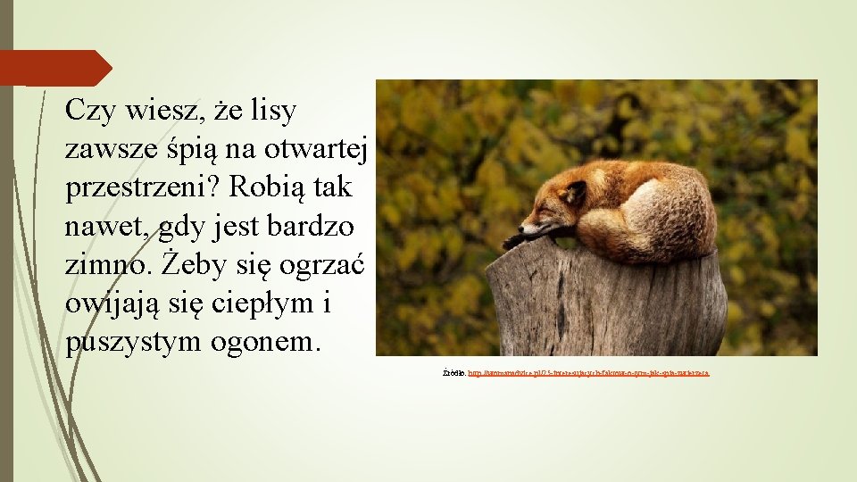 Czy wiesz, że lisy zawsze śpią na otwartej przestrzeni? Robią tak nawet, gdy jest