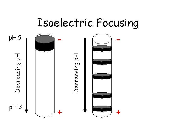 Isoelectric Focusing p. H 3 Decreasing p. H - Decreasing p. H 9 +
