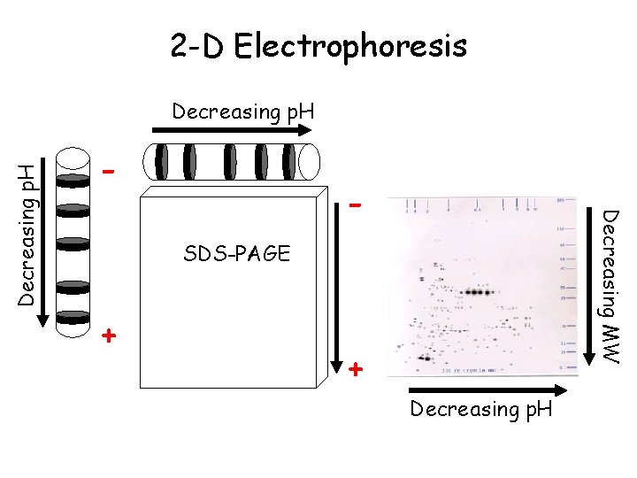 2 -D Electrophoresis - - Decreasing MW Decreasing p. H SDS-PAGE + + Decreasing