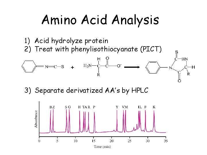 Amino Acid Analysis 1) Acid hydrolyze protein 2) Treat with phenylisothiocyanate (PICT) + 3)