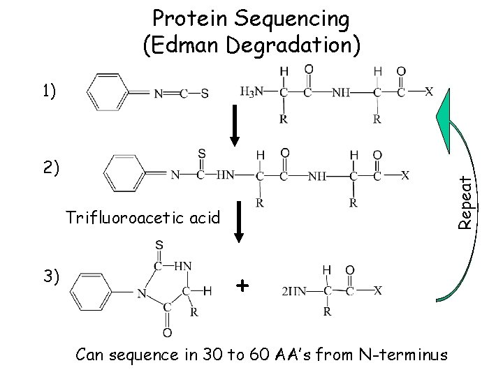 Protein Sequencing (Edman Degradation) 1) Repeat 2) Trifluoroacetic acid 3) + Can sequence in