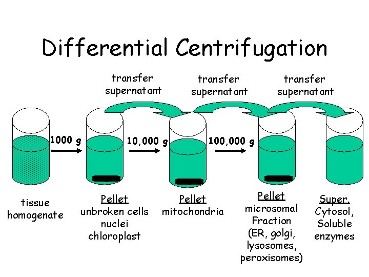 Differential Centrifugation transfer supernatant 1000 g tissue homogenate 10, 000 g Pellet unbroken cells