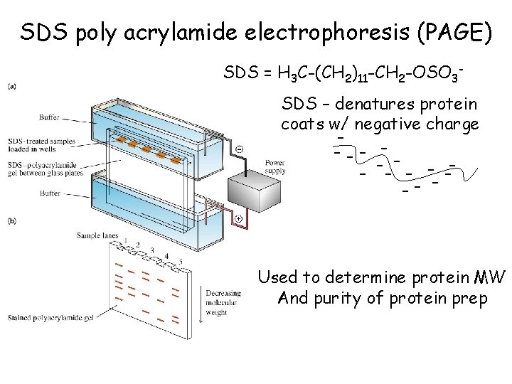 SDS poly acrylamide electrophoresis (PAGE) SDS = H 3 C-(CH 2)11 -CH 2 -OSO
