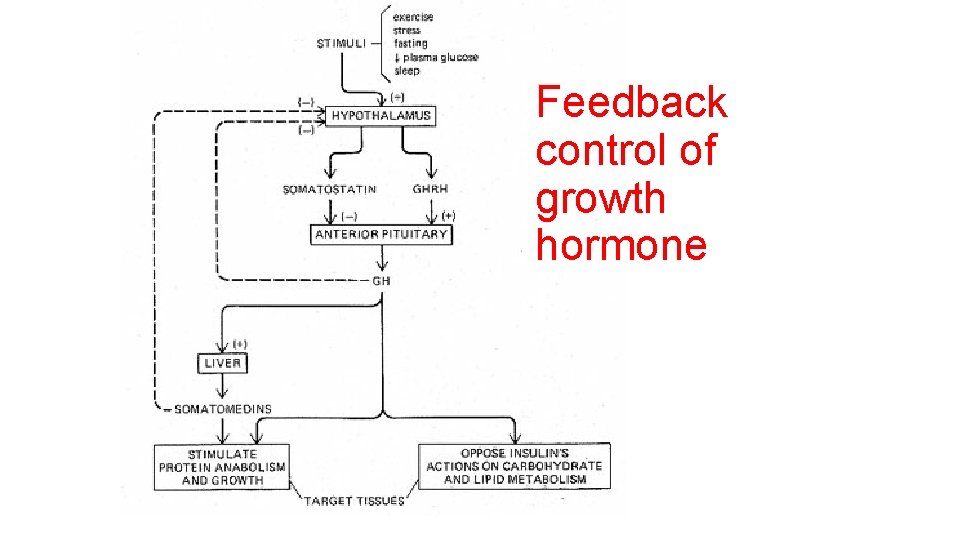 Feedback control of growth hormone 