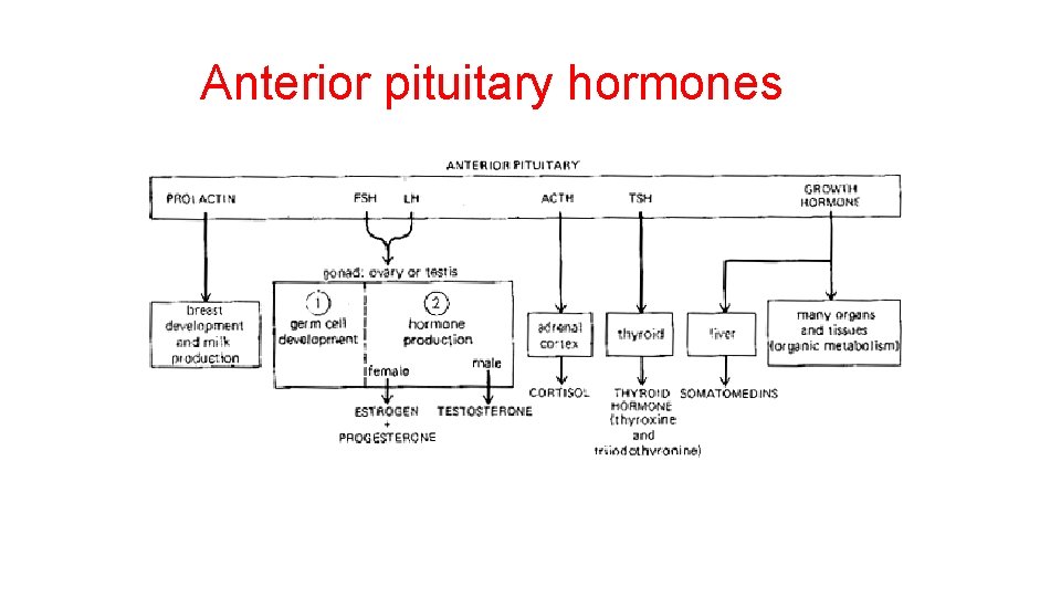 Anterior pituitary hormones 