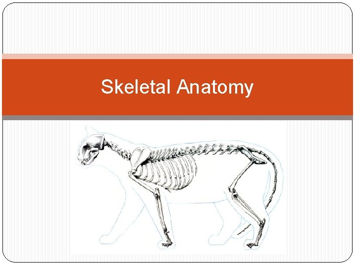 Skeletal Anatomy 