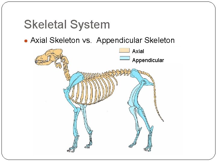 Skeletal System ● Axial Skeleton vs. Appendicular Skeleton Axial Appendicular 