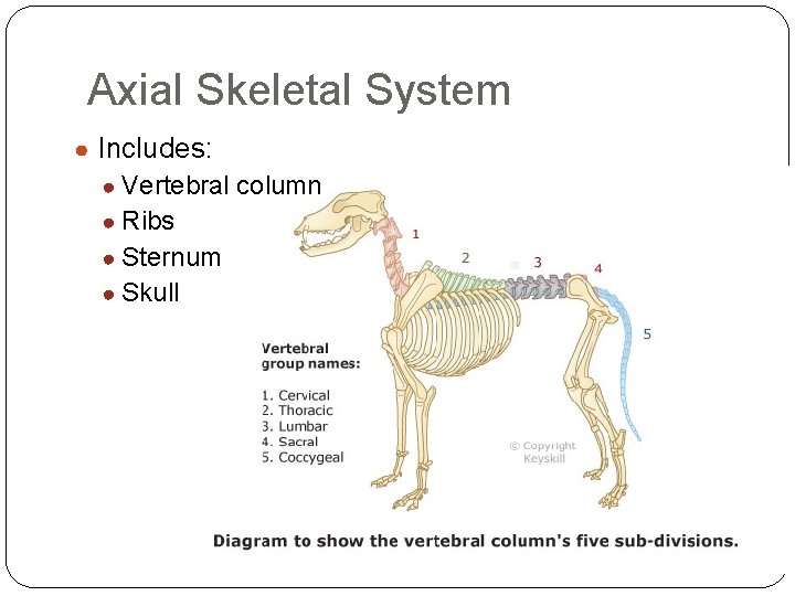 Axial Skeletal System ● Includes: ● Vertebral column ● Ribs ● Sternum ● Skull