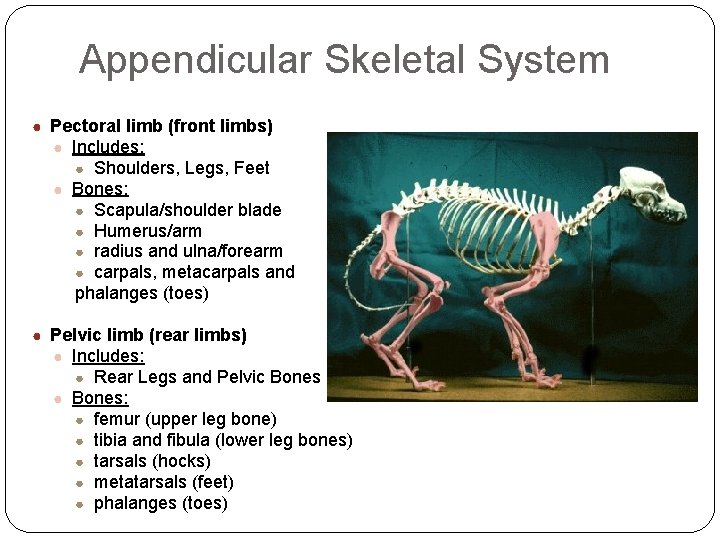 Appendicular Skeletal System ● Pectoral limb (front limbs) ● Includes: Shoulders, Legs, Feet ●