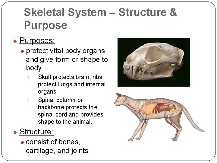 Skeletal System – Structure & Purpose ● Purposes: ● protect vital body organs and