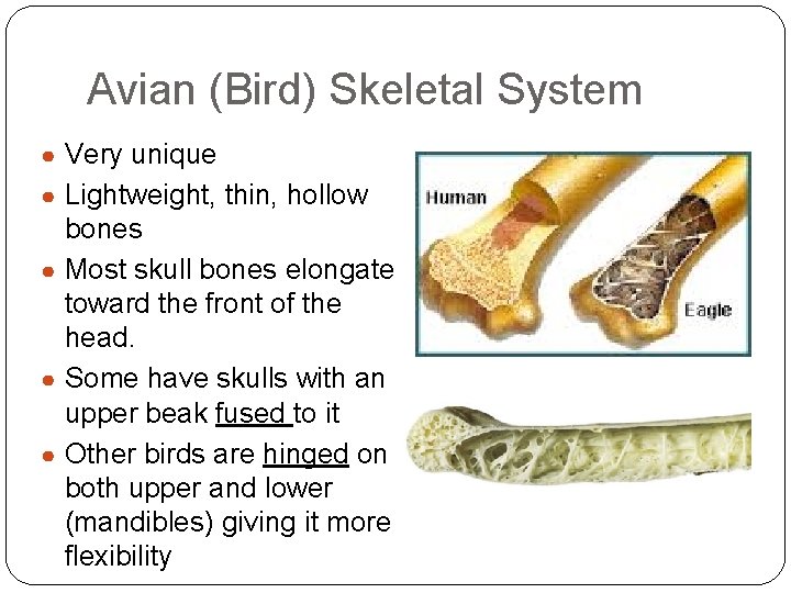 Avian (Bird) Skeletal System ● Very unique ● Lightweight, thin, hollow bones ● Most