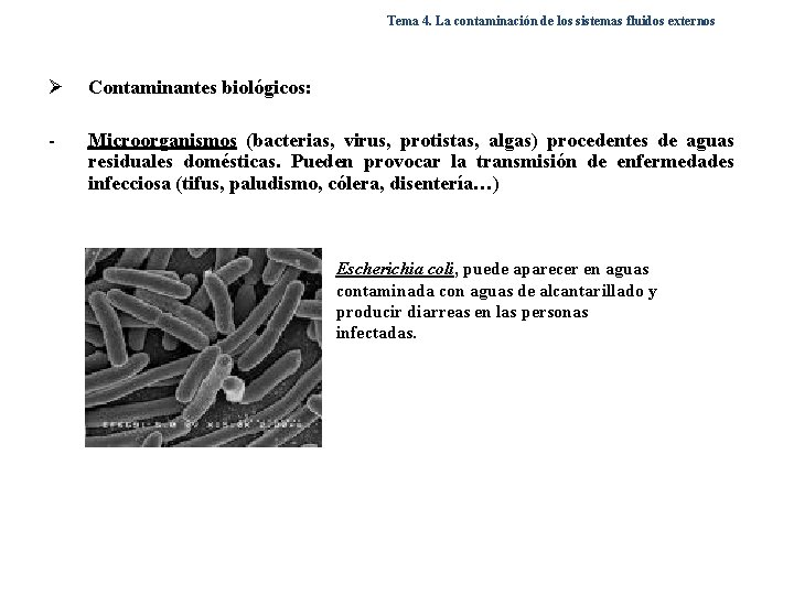 Tema 4. La contaminación de los sistemas fluidos externos Ø Contaminantes biológicos: - Microorganismos