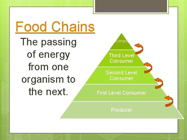 Food Chains The passing of energy from one organism to the next. Decomposer Third