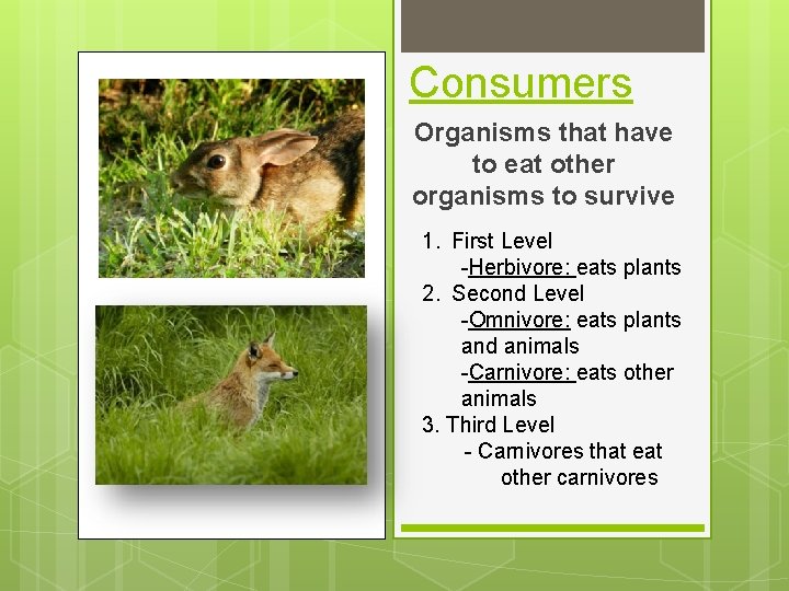 Consumers Organisms that have to eat other organisms to survive 1. First Level -Herbivore: