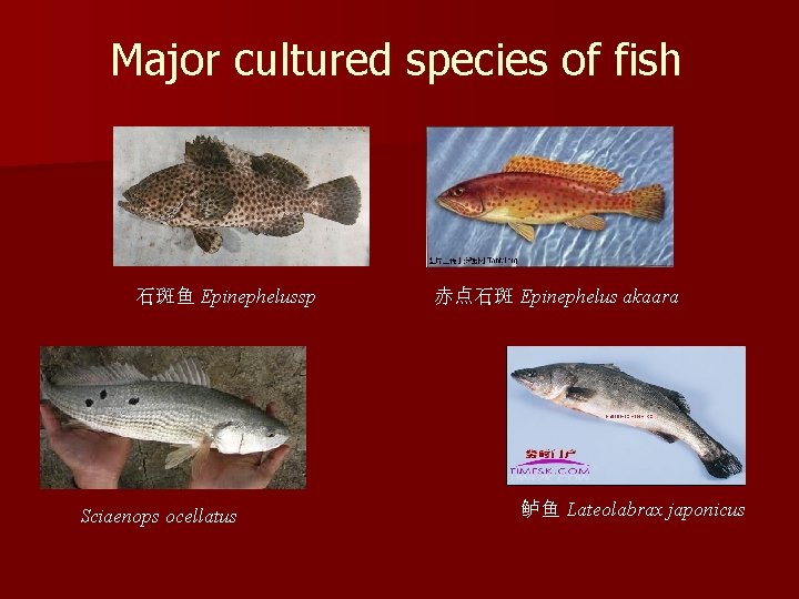 Major cultured species of fish 石斑鱼 Epinephelussp Sciaenops ocellatus 赤点石斑 Epinephelus akaara 鲈鱼 Lateolabrax