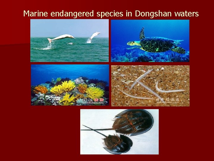 Marine endangered species in Dongshan waters 