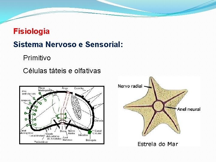 Fisiologia Sistema Nervoso e Sensorial: Primitivo Células táteis e olfativas 