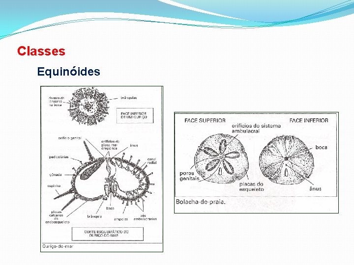 Classes Equinóides 