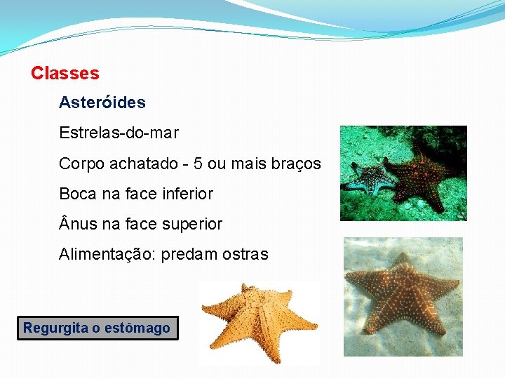 Classes Asteróides Estrelas-do-mar Corpo achatado - 5 ou mais braços Boca na face inferior